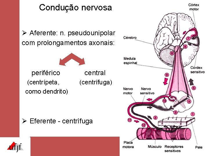 Condução nervosa Ø Aferente: n. pseudounipolar com prolongamentos axonais: periférico central (centrípeta, como dendrito) Condução nervosa Ø Aferente: n. pseudounipolar com prolongamentos axonais: periférico central (centrípeta, como dendrito)