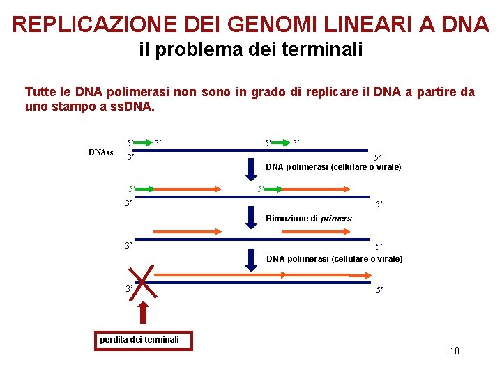 REPLICAZIONE DEI GENOMI LINEARI A DNA il problema dei terminali Tutte le DNA polimerasi