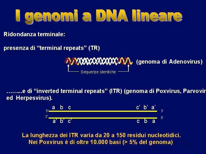 Ridondanza terminale: presenza di “terminal repeats” (TR) (genoma di Adenovirus) Sequenze identiche ……. .