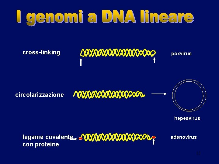 cross-linking poxvirus circolarizzazione hepesvirus legame covalente con proteine adenovirus 13 