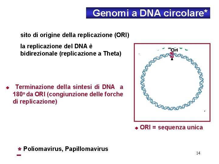 Genomi a DNA circolare* sito di origine della replicazione (ORI) la replicazione del DNA