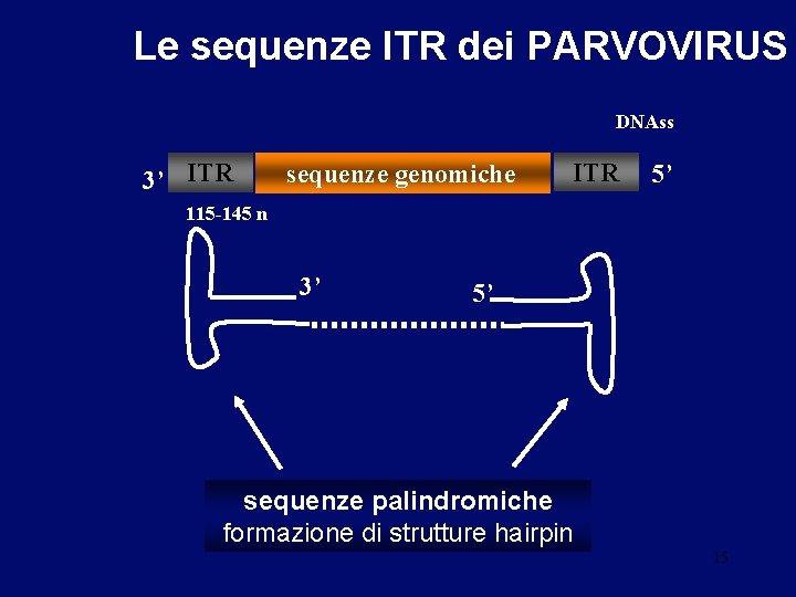 Le sequenze ITR dei PARVOVIRUS DNAss 3’ ITR sequenze genomiche ITR 5’ 115 -145