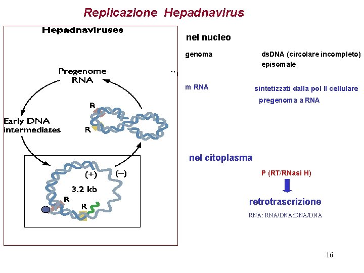 Replicazione Hepadnavirus nel nucleo genoma ds. DNA (circolare incompleto) episomale m RNA sintetizzati dalla