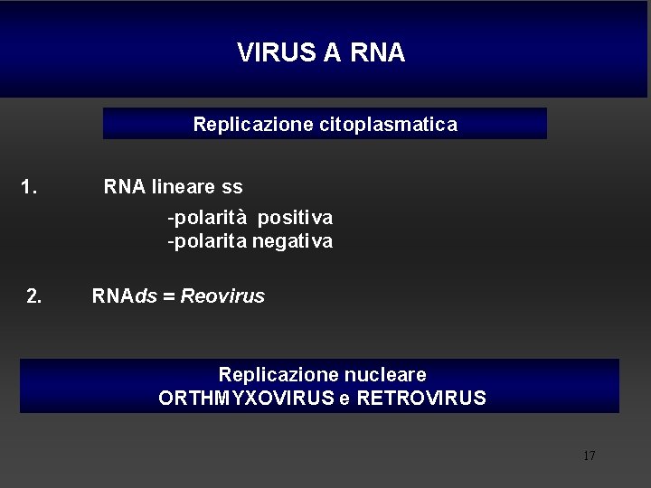 VIRUS A RNA Replicazione citoplasmatica 1. RNA lineare ss -polarità positiva -polarita negativa 2.