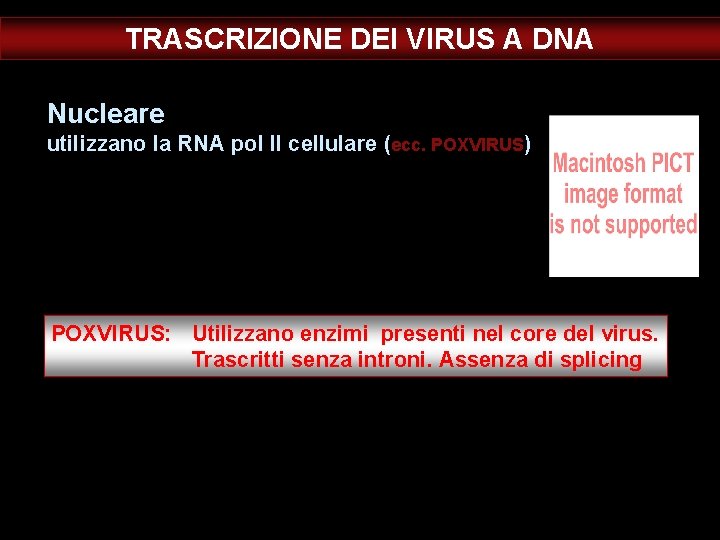 TRASCRIZIONE DEI VIRUS A DNA Nucleare utilizzano la RNA pol II cellulare (ecc. POXVIRUS)