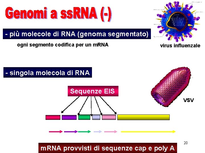 - più molecole di RNA (genoma segmentato) ogni segmento codifica per un m. RNA