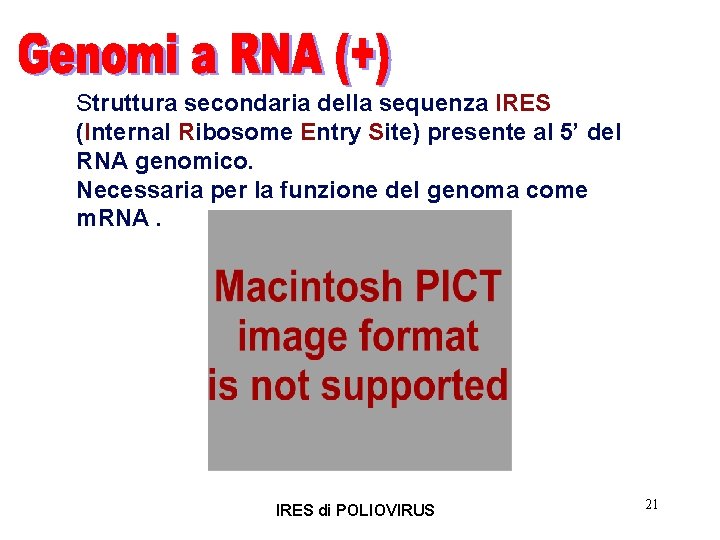 Struttura secondaria della sequenza IRES (Internal Ribosome Entry Site) presente al 5’ del RNA