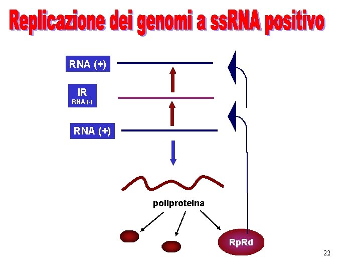 RNA (+) IR RNA (-) RNA (+) poliproteina Rp. Rd 22 