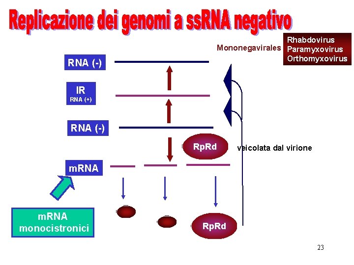 Rhabdovirus Mononegavirales Paramyxovirus Orthomyxovirus RNA (-) IR RNA (+) RNA (-) Rp. Rd veicolata