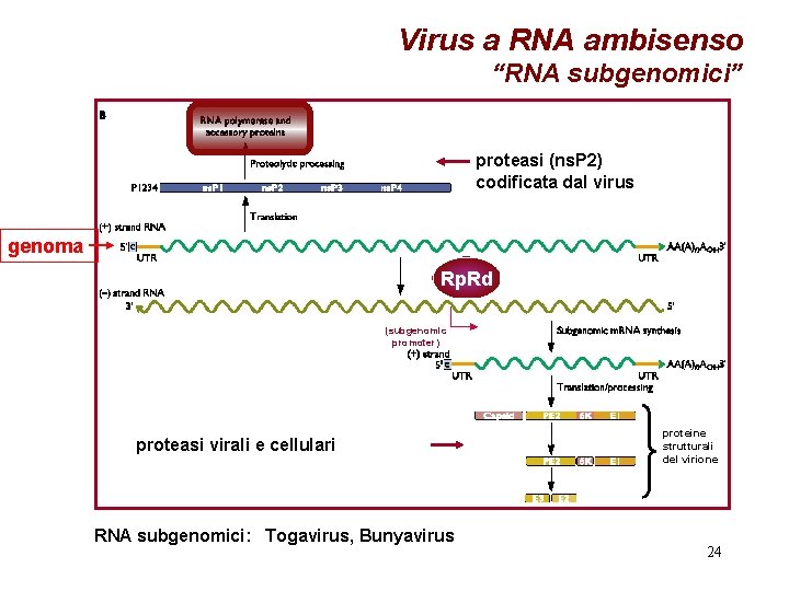 Virus a RNA ambisenso “RNA subgenomici” proteasi (ns. P 2) codificata dal virus genoma