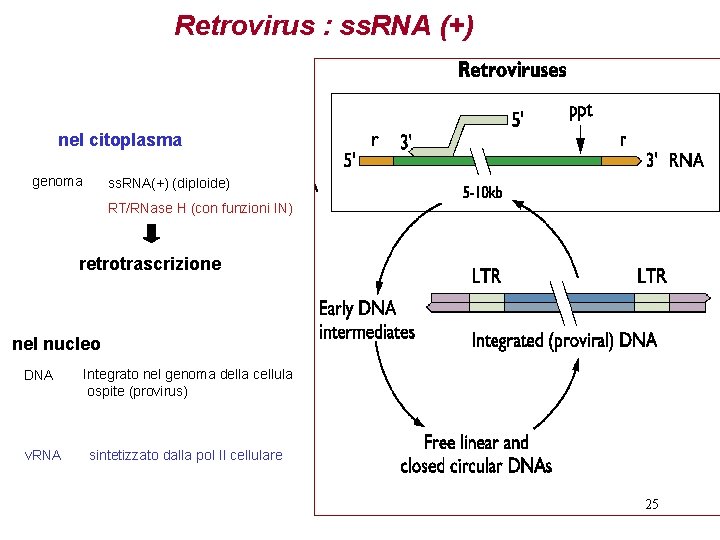 Retrovirus : ss. RNA (+) nel citoplasma genoma ss. RNA(+) (diploide) RT/RNase H (con