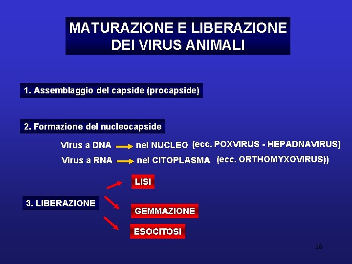 MATURAZIONE E LIBERAZIONE DEI VIRUS ANIMALI 1. Assemblaggio del capside (procapside) 2. Formazione del