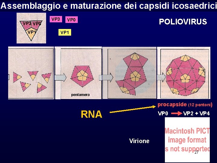 Assemblaggio e maturazione dei capsidi icosaedrici VP 3 VP 0 VP 1 VP 3