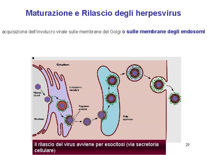 Maturazione e Rilascio degli herpesvirus acquisizione dell’involucro virale sulle membrane del Golgi o sulle