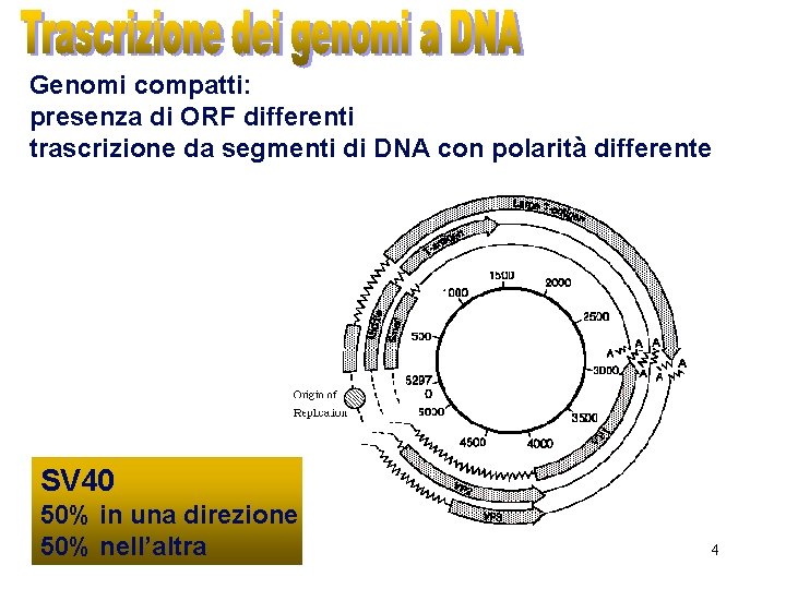 Genomi compatti: presenza di ORF differenti trascrizione da segmenti di DNA con polarità differente