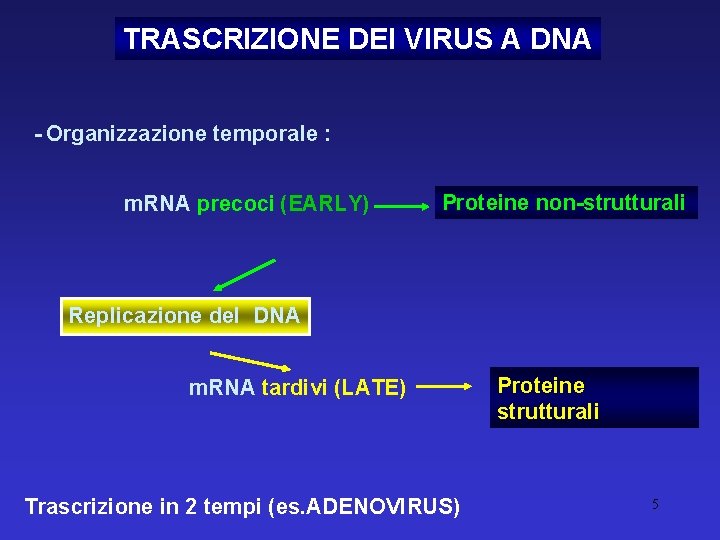 TRASCRIZIONE DEI VIRUS A DNA - Organizzazione temporale : m. RNA precoci (EARLY) Proteine