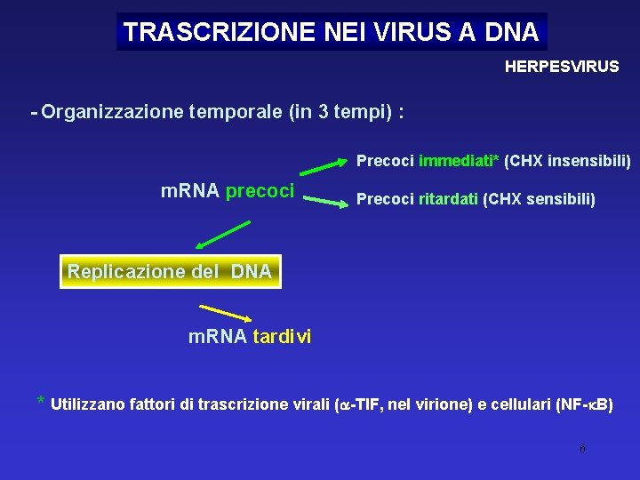 TRASCRIZIONE NEI VIRUS A DNA HERPESVIRUS - Organizzazione temporale (in 3 tempi) : Precoci
