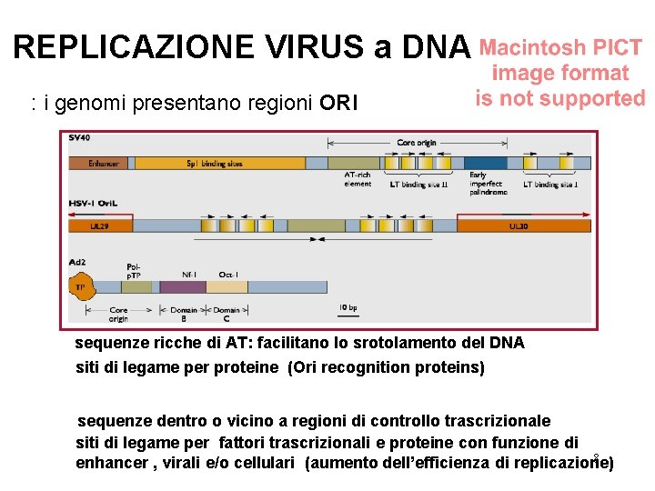 REPLICAZIONE VIRUS a DNA : i genomi presentano regioni ORI sequenze ricche di AT: