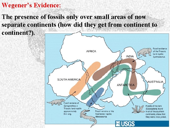 Wegener’s Evidence: The presence of fossils only over small areas of now separate continents