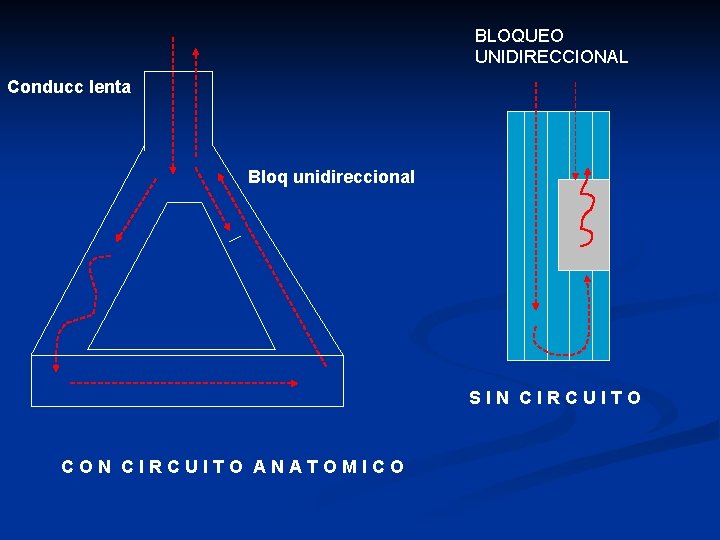 BLOQUEO UNIDIRECCIONAL Conducc lenta Bloq unidireccional SIN CIRCUITO CON CIRCUITO ANATOMICO 