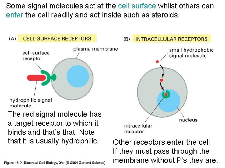 Some signal molecules act at the cell surface whilst others can enter the cell