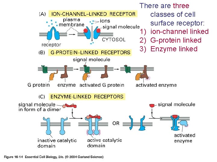 There are three classes of cell surface receptor: 1) ion-channel linked 2) G-protein linked