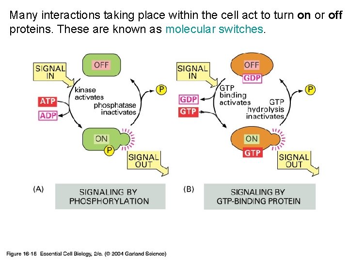 Many interactions taking place within the cell act to turn on or off proteins.