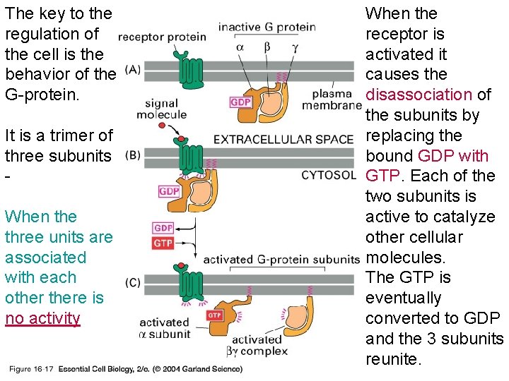 The key to the regulation of the cell is the behavior of the G-protein.