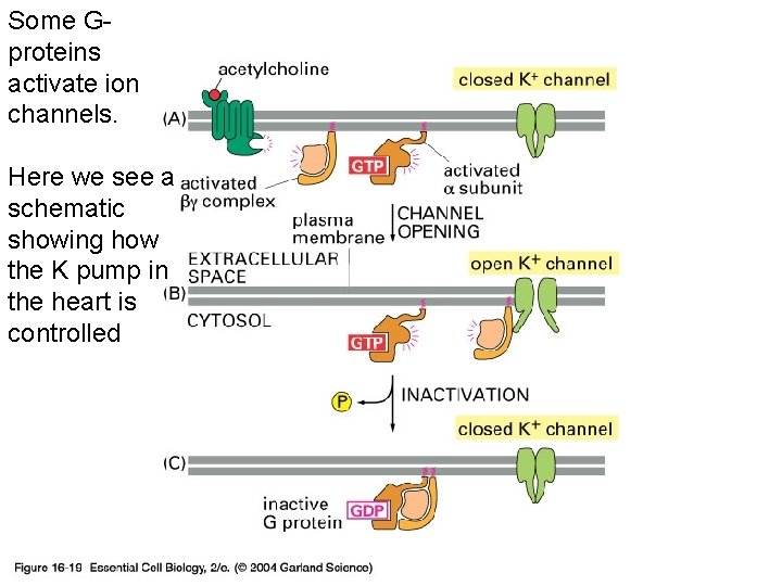 Some Gproteins activate ion channels. Here we see a schematic showing how the K