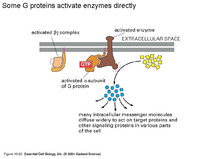 Some G proteins activate enzymes directly 16_20_second_messeng. jpg 