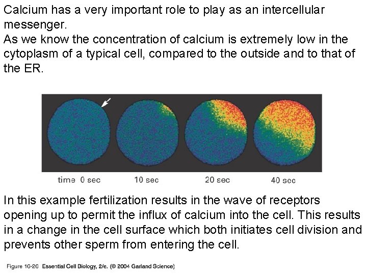 Calcium has a very important role to play as an intercellular messenger. As we