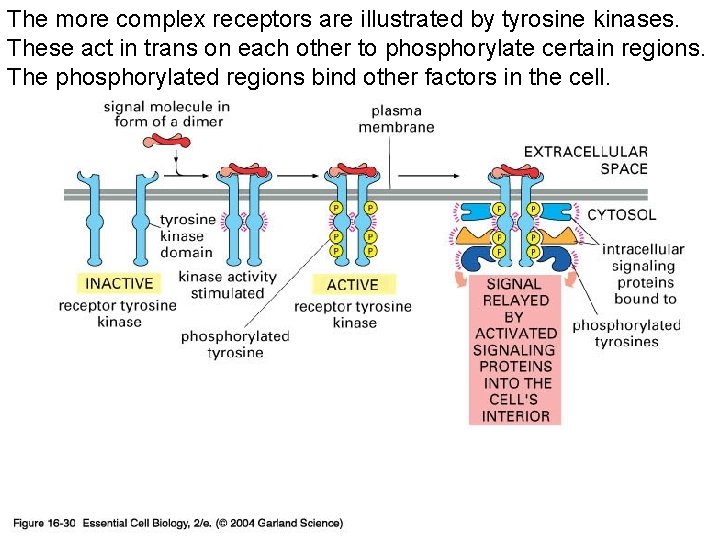 The more complex receptors are illustrated by tyrosine kinases. These act in trans on