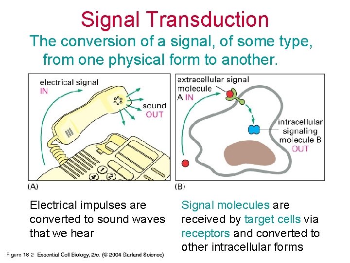 Signal Transduction The conversion of a signal, of some type, from one physical form