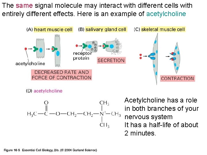 The same signal molecule may interact with different cells with entirely different effects. Here