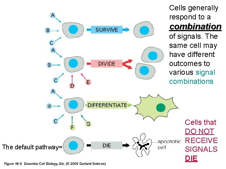 Cells generally respond to a combination of signals. The same cell may have different