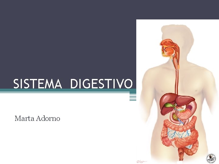 SISTEMA DIGESTIVO Marta Adorno 