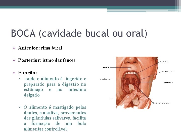 BOCA (cavidade bucal ou oral) • Anterior: rima bucal • Posterior: istmo das fauces