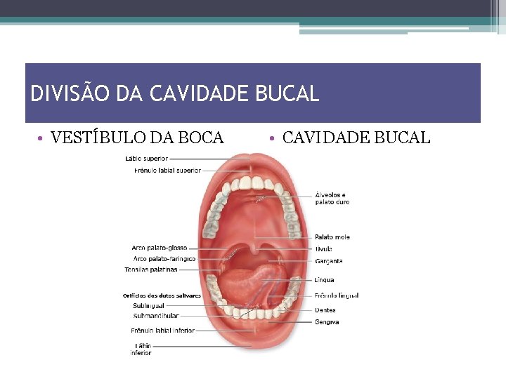 DIVISÃO DA CAVIDADE BUCAL • VESTÍBULO DA BOCA • CAVIDADE BUCAL 