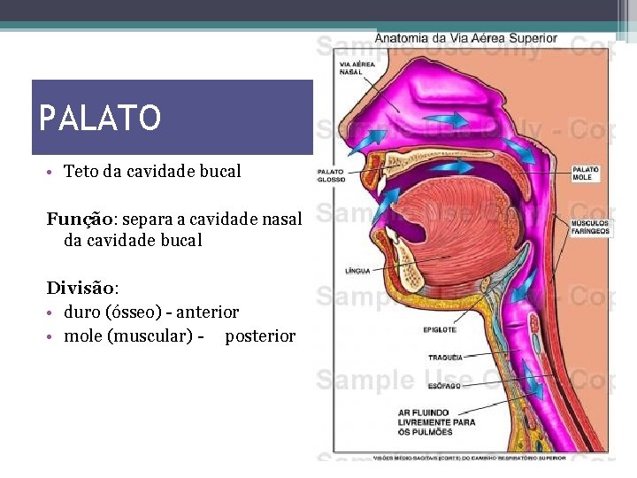 PALATO • Teto da cavidade bucal Função: separa a cavidade nasal da cavidade bucal