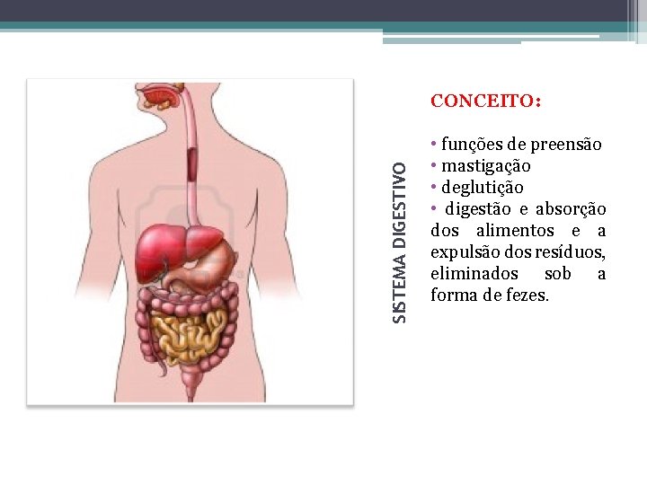 SISTEMA DIGESTIVO CONCEITO: • funções de preensão • mastigação • deglutição • digestão e