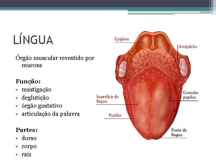 LÍNGUA Órgão muscular revestido por mucosa Função: • mastigação • deglutição • órgão gustativo