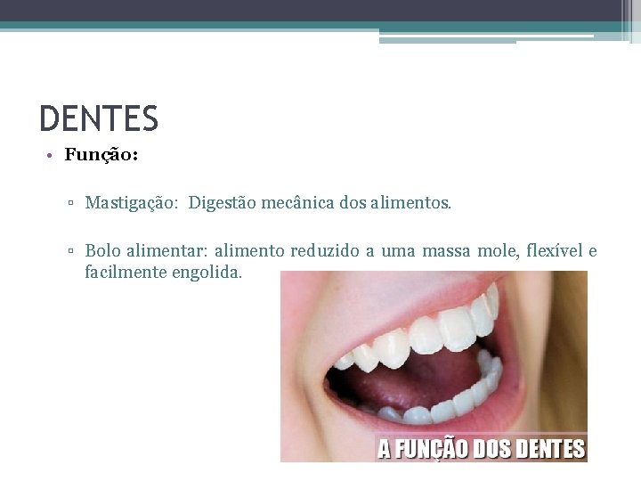 DENTES • Função: ▫ Mastigação: Digestão mecânica dos alimentos. ▫ Bolo alimentar: alimento reduzido