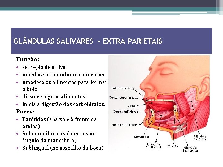 GL NDULAS SALIVARES - EXTRA PARIETAIS Função: • secreção de saliva • umedece as