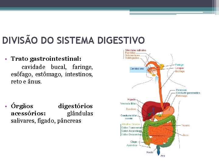 DIVISÃO DO SISTEMA DIGESTIVO • Trato gastrointestinal: cavidade bucal, faringe, esôfago, estômago, intestinos, reto