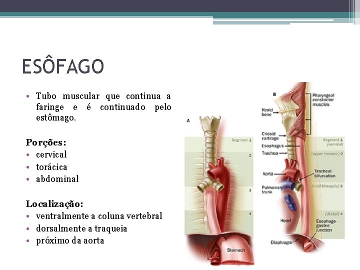 ESÔFAGO • Tubo muscular que continua a faringe e é continuado pelo estômago. Porções: