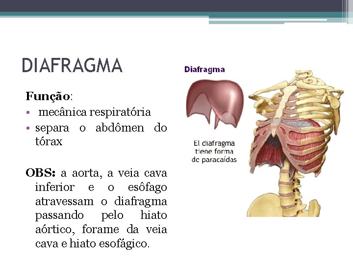 DIAFRAGMA Função: • mecânica respiratória • separa o abdômen do tórax OBS: a aorta,