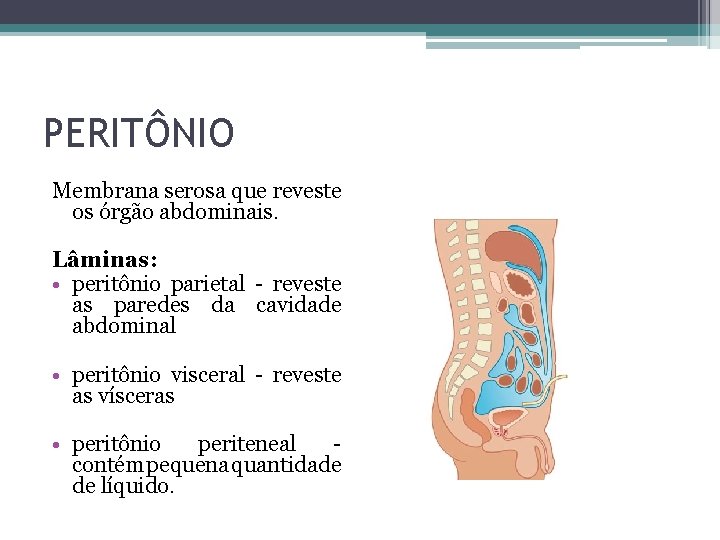 PERITÔNIO Membrana serosa que reveste os órgão abdominais. Lâminas: • peritônio parietal - reveste