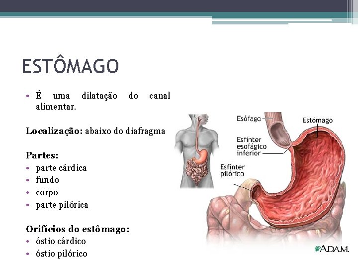 ESTÔMAGO • É uma dilatação alimentar. do canal Localização: abaixo do diafragma Partes: •