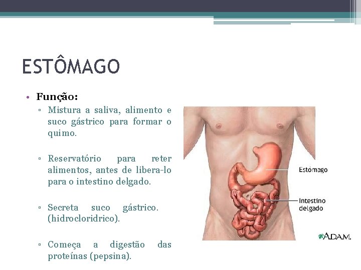 ESTÔMAGO • Função: ▫ Mistura a saliva, alimento e suco gástrico para formar o