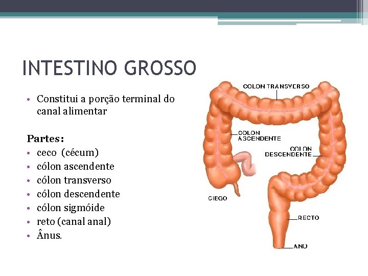 INTESTINO GROSSO • Constitui a porção terminal do canal alimentar Partes: • ceco (cécum)